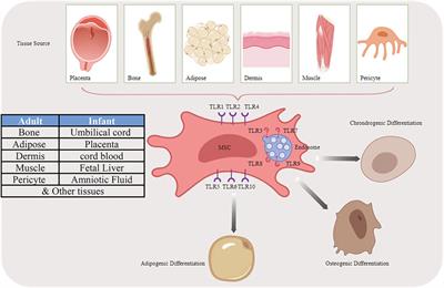 The role of toll-like receptors in orchestrating osteogenic differentiation of mesenchymal stromal cells and osteoimmunology